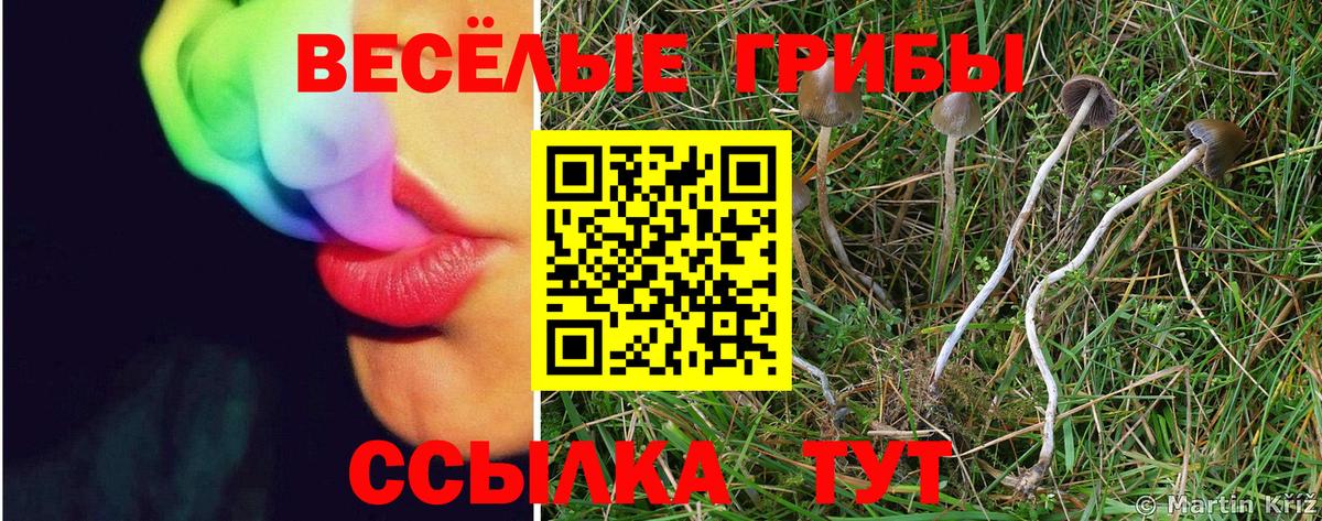 Артём  Псилоцибиновые грибы GOLDEN TEACHER  продажа наркотиков  Вход с VPN 